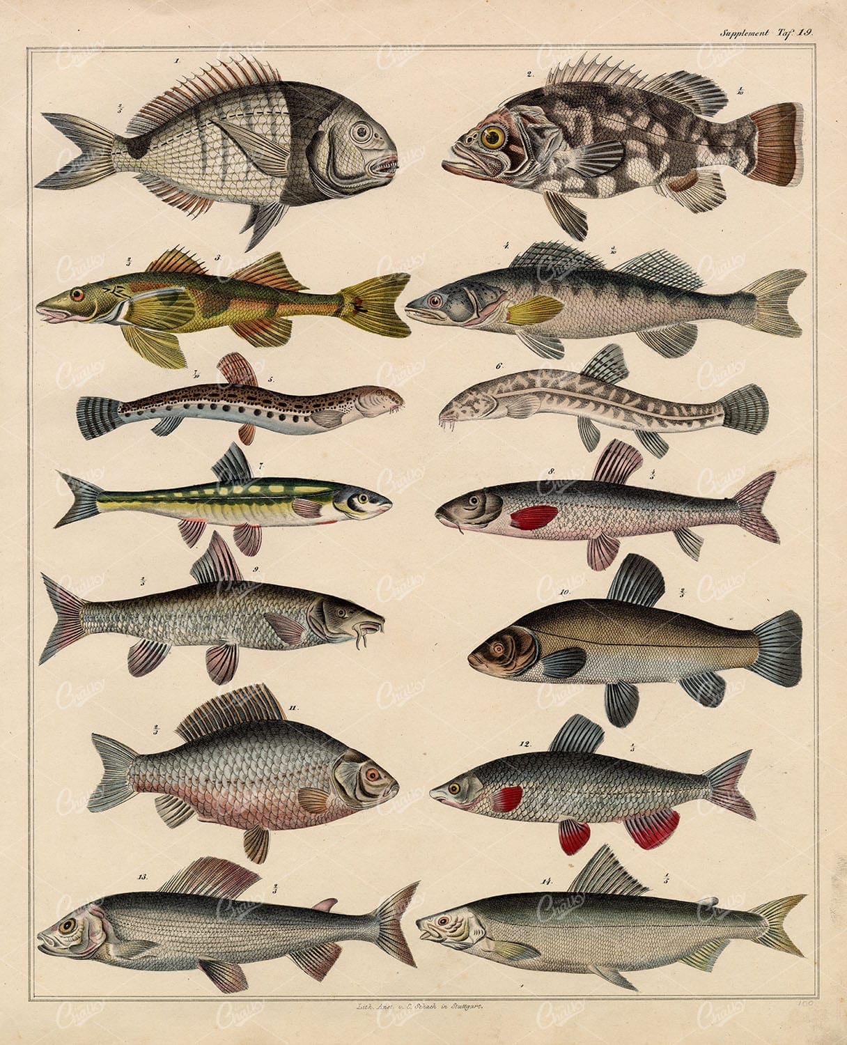 FISH – Spargo, Atlantic Wreckfish, Spined Loach – Antique