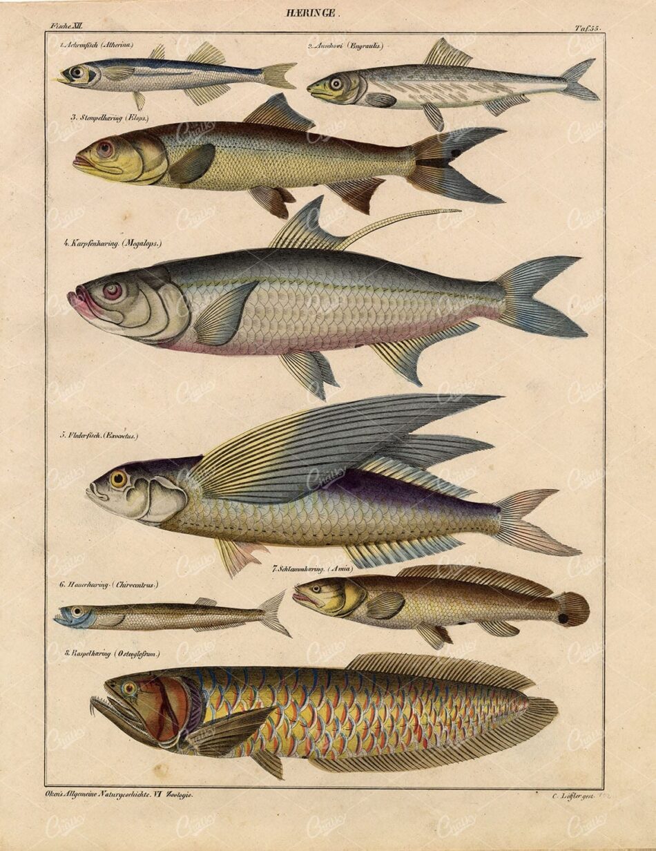 Fish - Atherina, Flying Fish, Osteoglossum - Oken's Naturgeschichte 1830's
