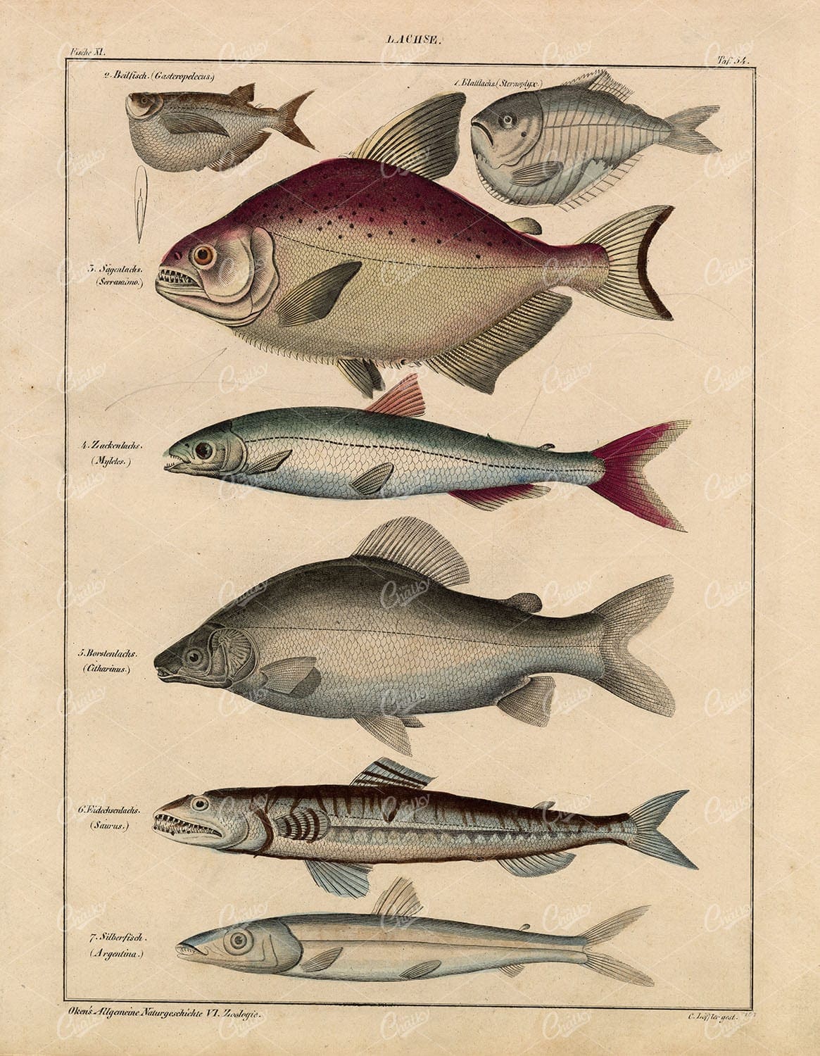 Fish - Moon Fish, Saurus, Argentina Fish - Oken's Naturgeschichte Print