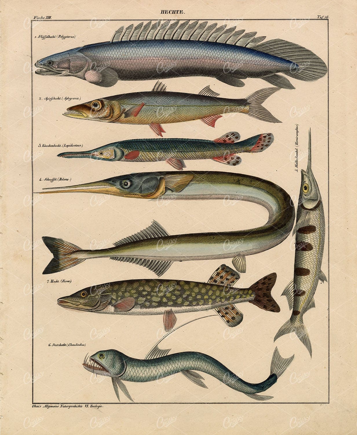 Pike - Polypterus, Viperfish, Garfish, Longnose - Antique Marine Print