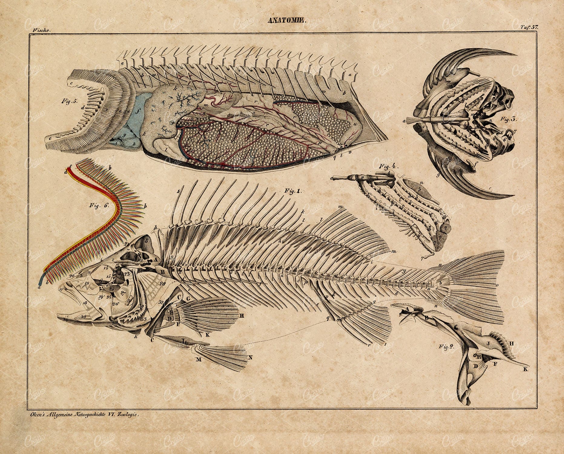 ANATOMY - Skeleton of Fish - Antique Oken's Naturgeschichte Print