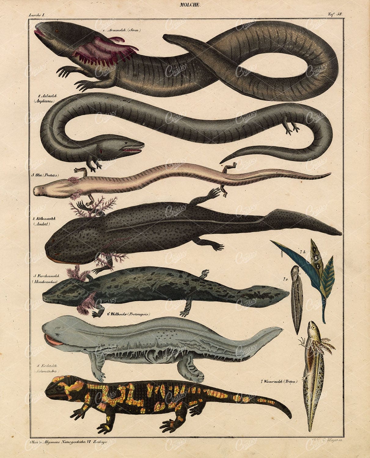 NEWTS - Siren Fish, Salamander, Axolot - Antique Oken's Naturgeschichte