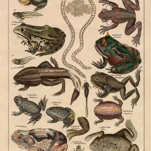 FROGS and Toads - Bufo, Hyla, Horned Frog - Oken's Naturgeschichte