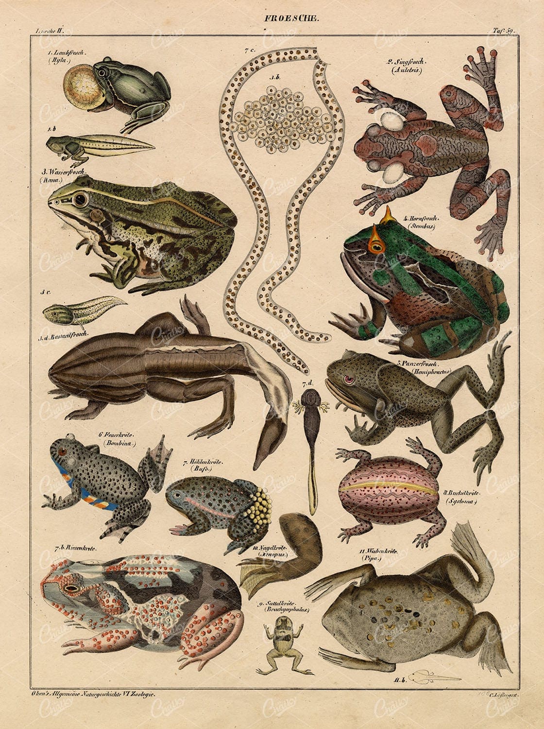 FROGS and Toads - Bufo, Hyla, Horned Frog - Oken's Naturgeschichte