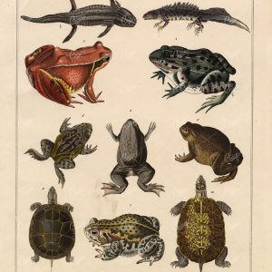 FROGS, Toad, Tortoise - Antique Oken's Naturgeschichte 1836 Print