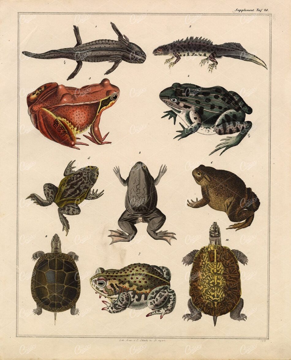 FROGS, Toad, Tortoise - Antique Oken's Naturgeschichte 1836 Print