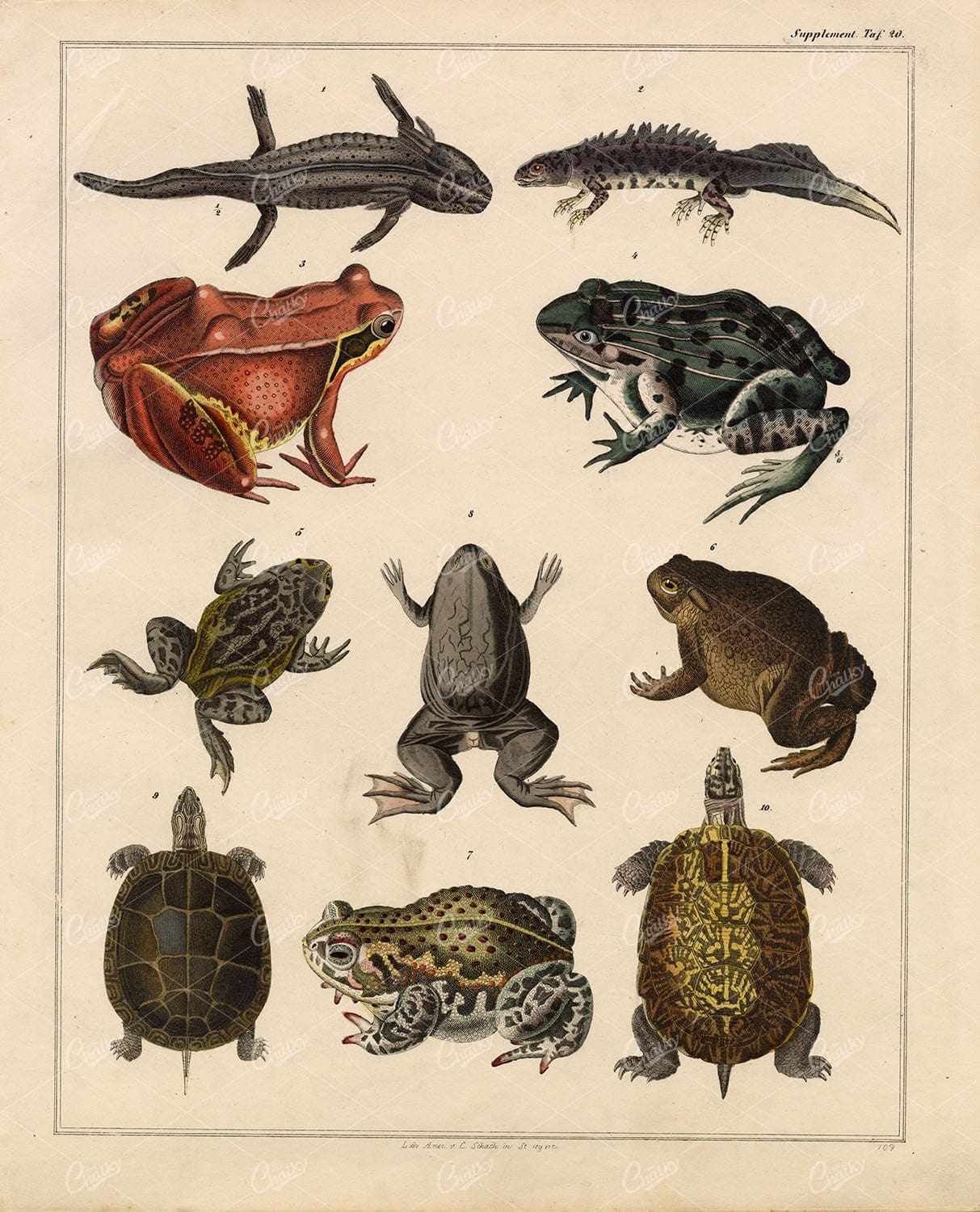 FROGS, Toad, Tortoise - Antique Oken's Naturgeschichte 1836 Print
