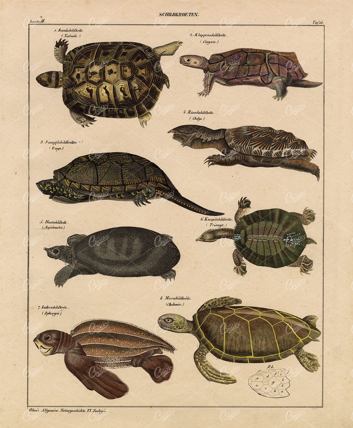 TURTLES - Testudo, Leatherback Sea Turtle, Trionyx - Antique 1836 Print