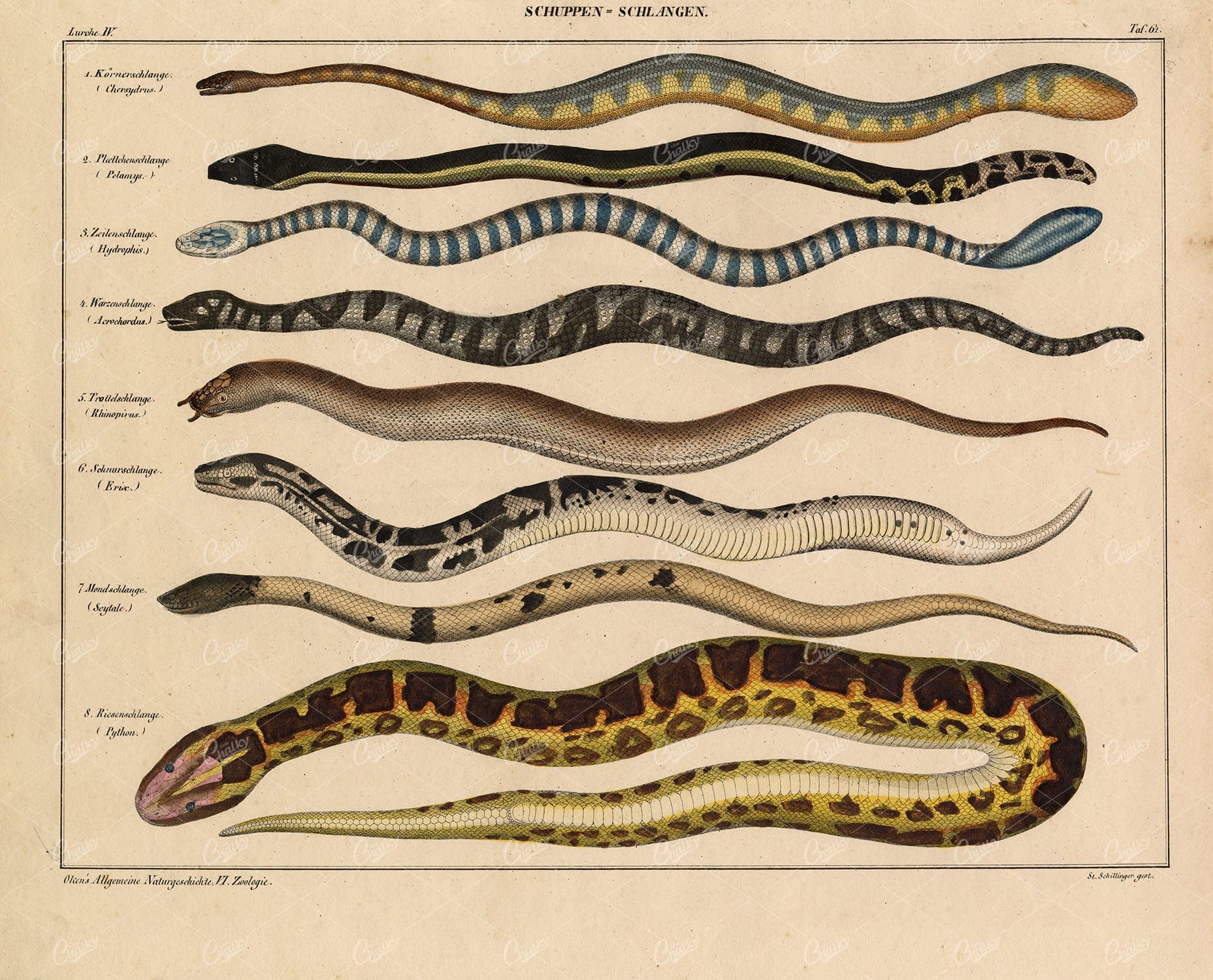 SNAKES - Chersydrus, Eryx, Hydrophis, Yellow-bellied - Antique Print