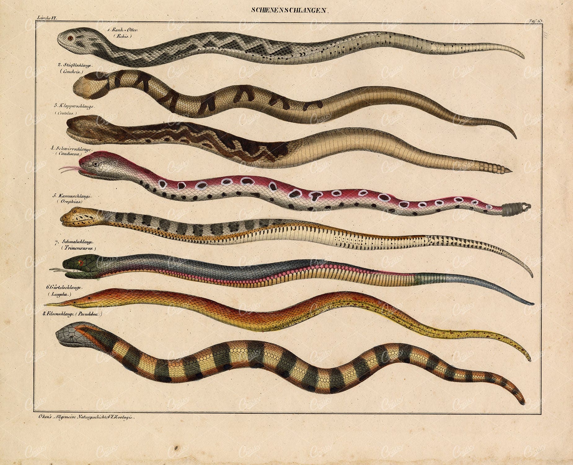 SNAKES - Langaha, Echis-Viper, Cenchris, Trimeresurus - Antique Print