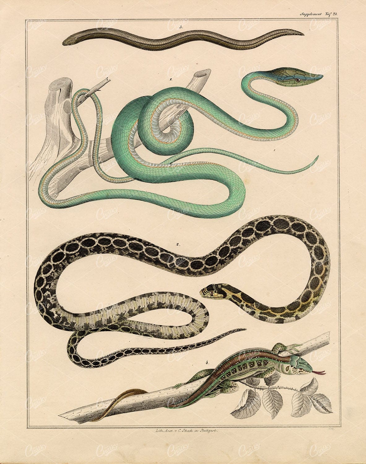 SNAKES - Green Vine Snake, Horseshoe Whip, Sand Lizard - Antique Art