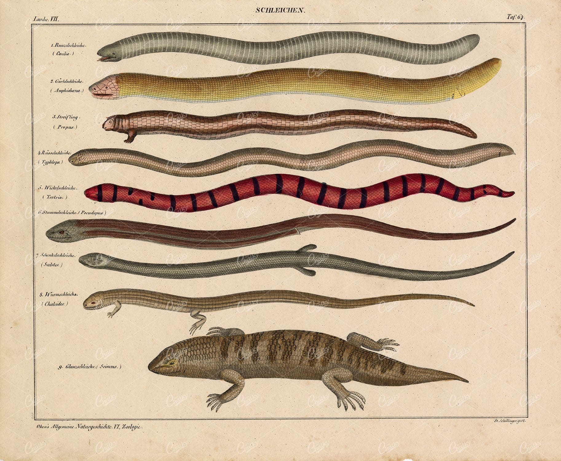 REPTILES - Amphisbaena, Skink, Propus, Chalcides - Antique Print