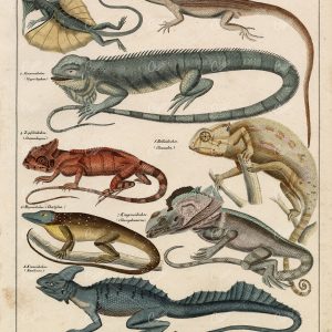REPTILES - Flying Lizard, Comb Dragon, Chameleon, Basilisk - Antique Print