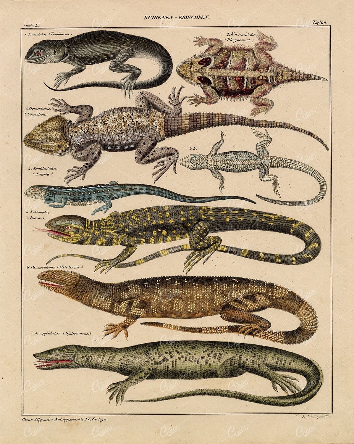 LIZARDS - Lacerta, Salifin, Tropidurus, Beaded - Antique Nature Artwork