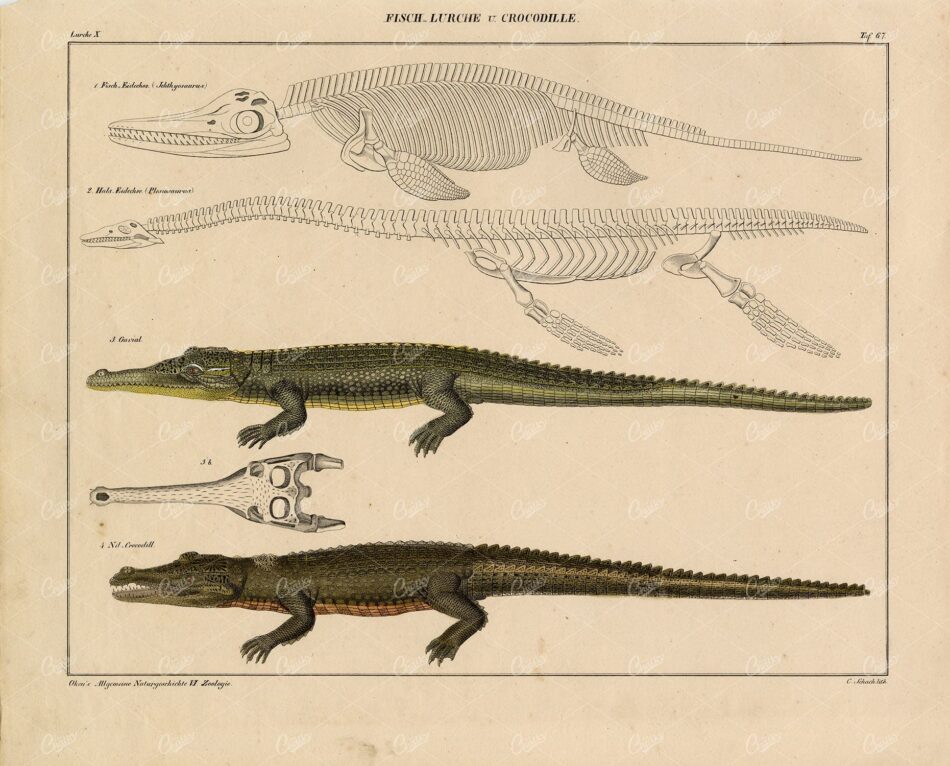 Crocodile - Antique Animal Art - Handcoloured Lithograph Print