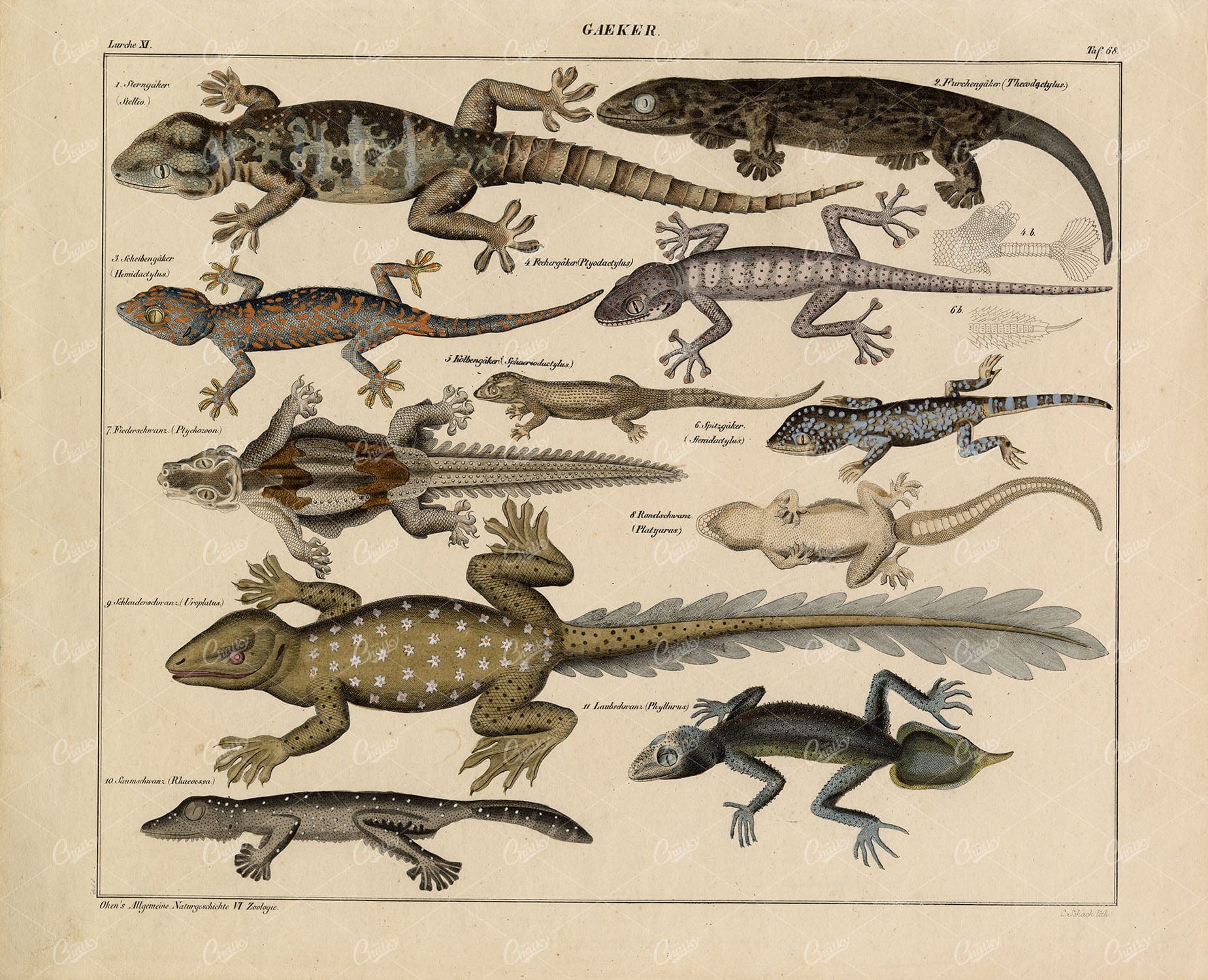 GECKO - Stellagama, Uroplatus, Ptyodactylus - Handcolored Litho Print