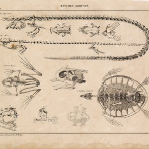 ANATOMY - Reptile Skeletons Lithograph - Frog, Siren, Proteus Artwork