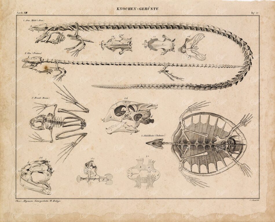 ANATOMY - Reptile Skeletons Lithograph - Frog, Siren, Proteus Artwork