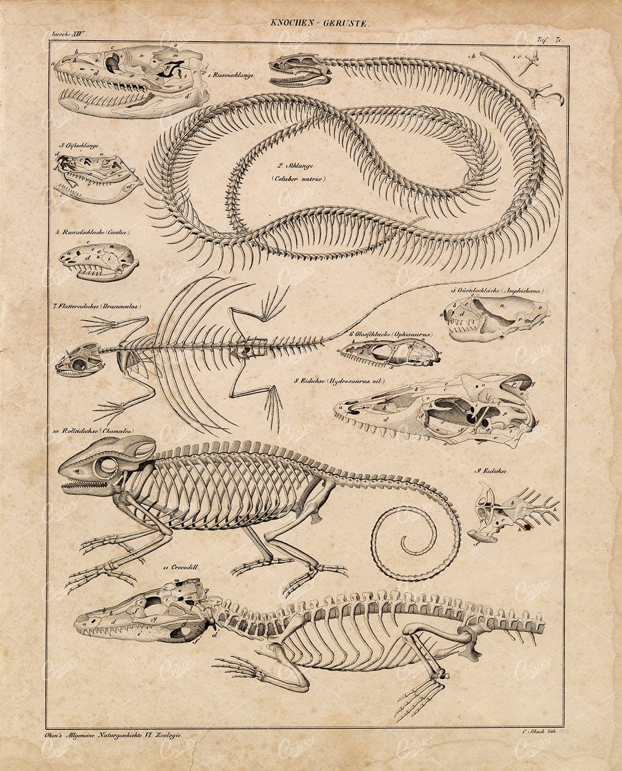 ANATOMY - Reptile Skeletons - Chameleon, Crocodile and More - Lithograph