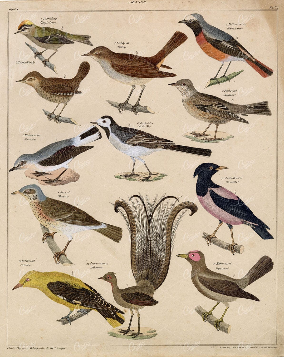 BIRDS - Warbler, Lyrebird, Orioles, Tropical - Antique Colored Lithograph