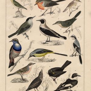 BIRDS - Warbler, Saxicola, Ring Ouzel - Antique Handcolored Lithograph