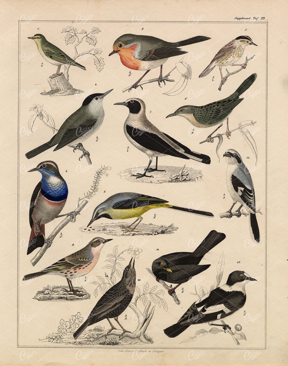 BIRDS - Warbler, Saxicola, Ring Ouzel - Antique Handcolored Lithograph
