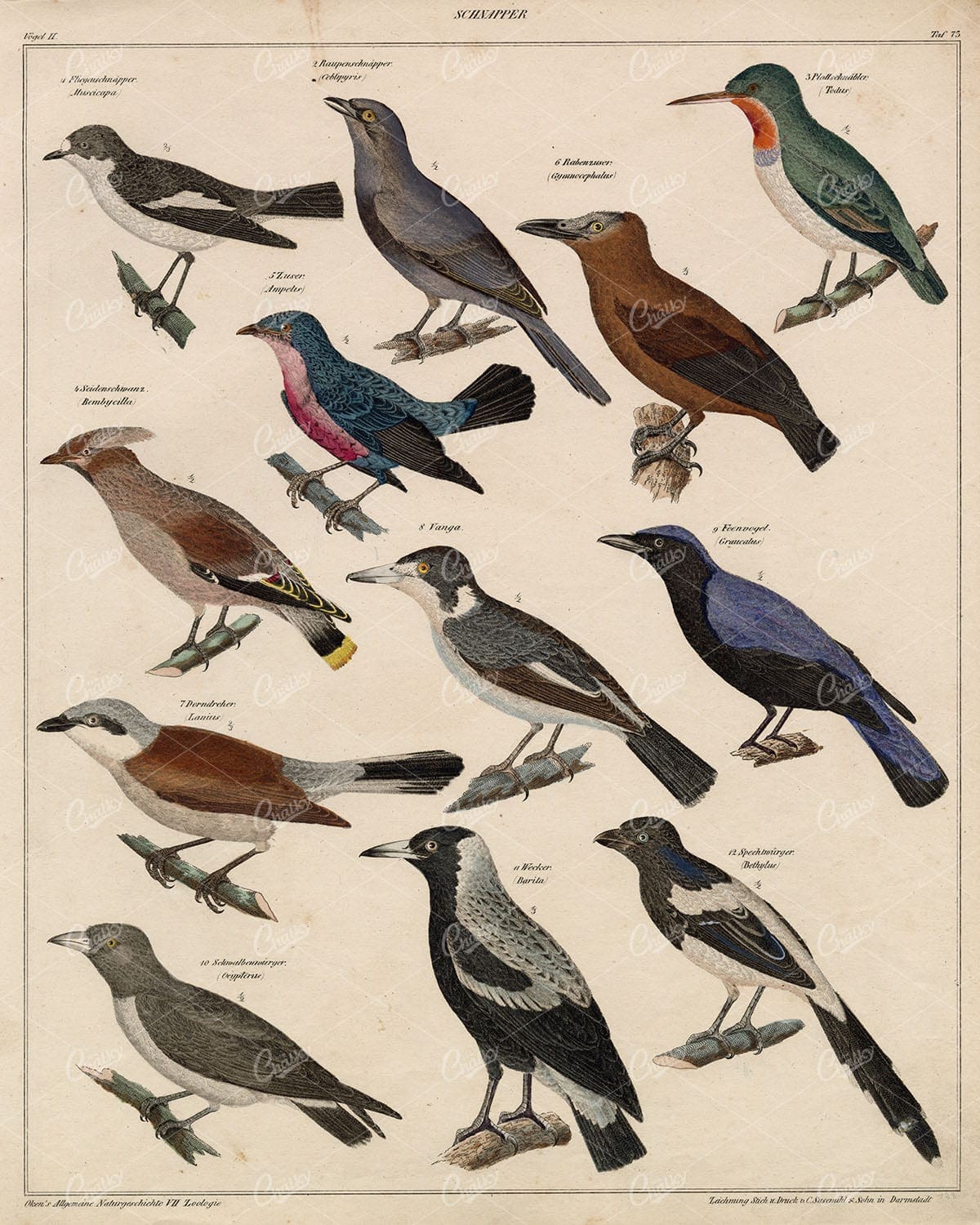 BIRDS - Waxwing, Shrike, Bethylus, Tody - Antique Handcolored Lithography