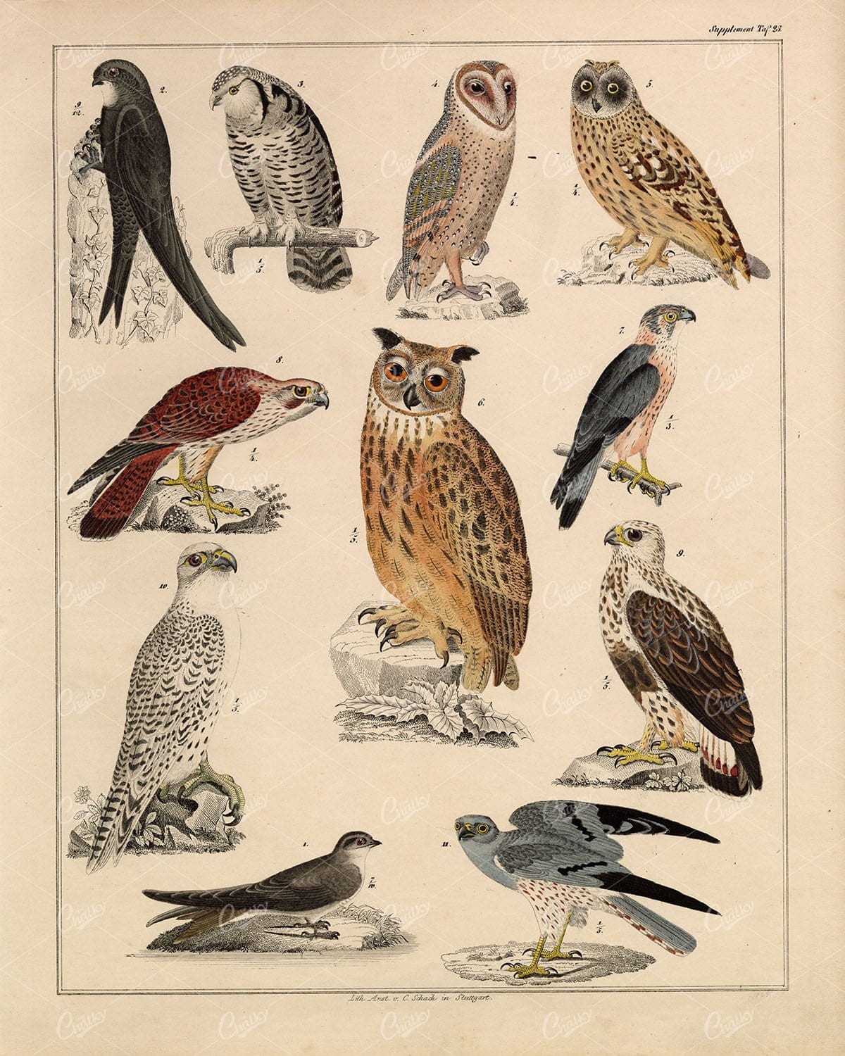 BIRDS - Swift, Owls, Gyrfalcon, Peregrine Falcon - Antique Print