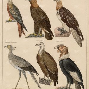 BIRDS of Prey - Eagle, Vulture, Cathartes, Secretarybird - Antique Print