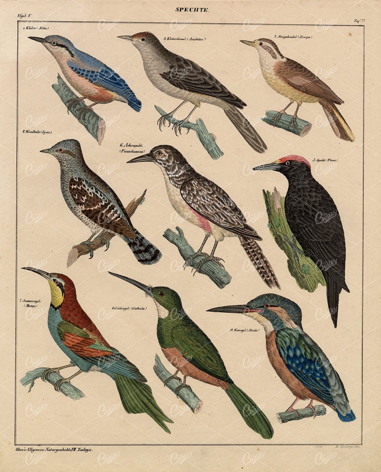 WOODPECKERS - Nuthatch, Jacamar, Kingfisher - Antique Colored Litho