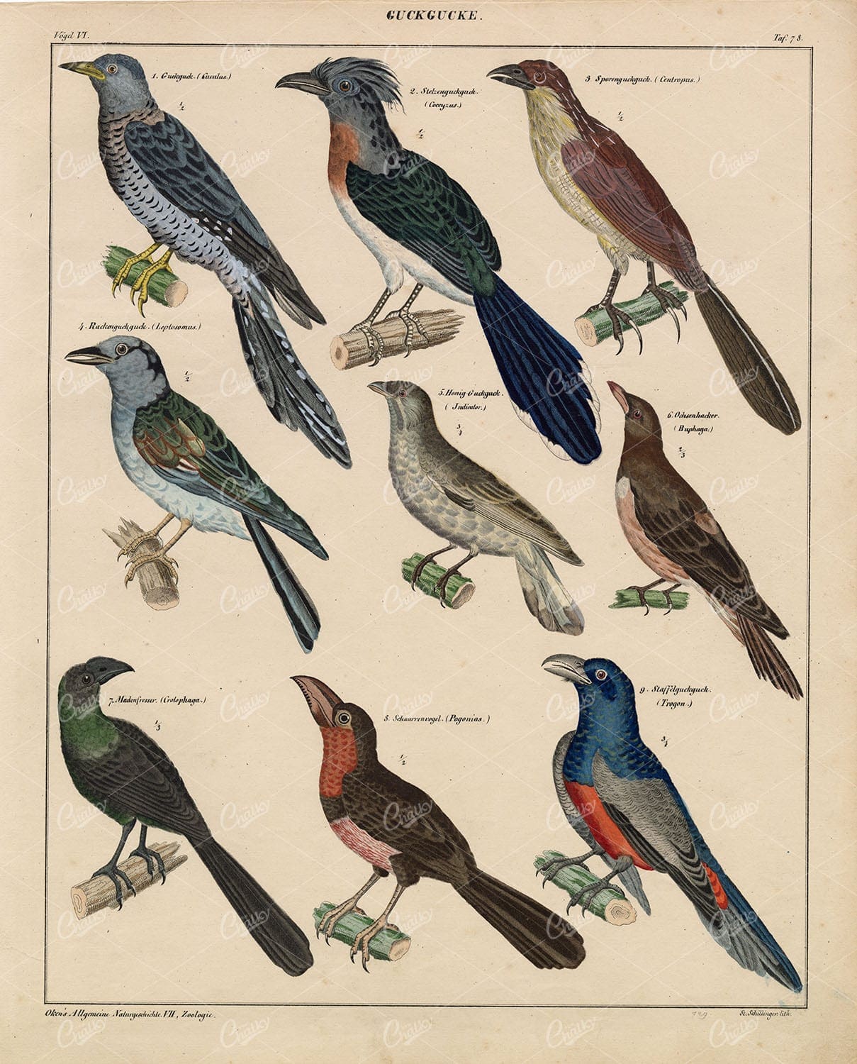 BIRDS - Trogon, Cuckoos, Anis - Antique Oken's Naturgeschichte Print