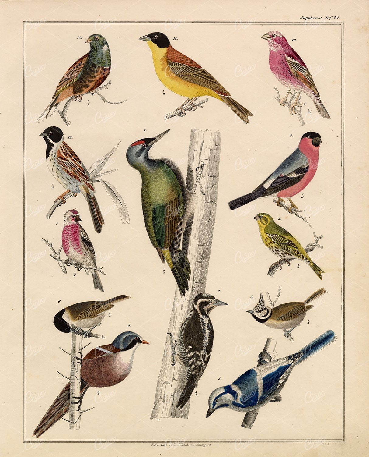 BIRDS - Crossbill, Azure Tit, Linaria, Woodpecker - Antique Artwork