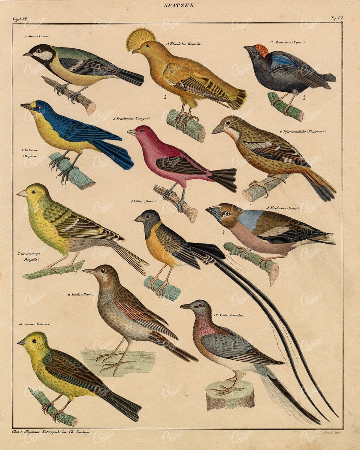 SPARROWS - Parus, Cock-of-the-rock, Crossbill, Euphonia - 1836 Artwork
