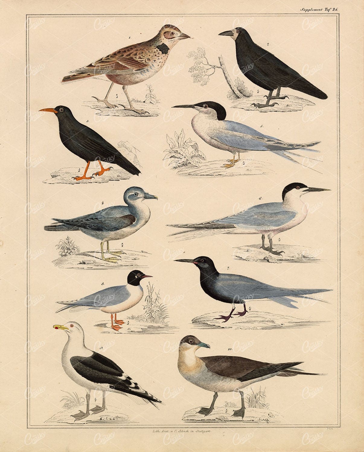 BIRDS - Alpine Chough, Rook, Great Gull, Black Tern - 1836 Artwork