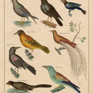 BIRDS - Starlings, Coracias, Ploceus, Bird-of-Paradise - 1836 Artwork