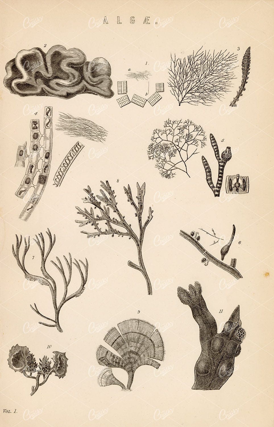 BOTANICAL Various Algae Species. William Mackenzie Encyclopaedia Plate