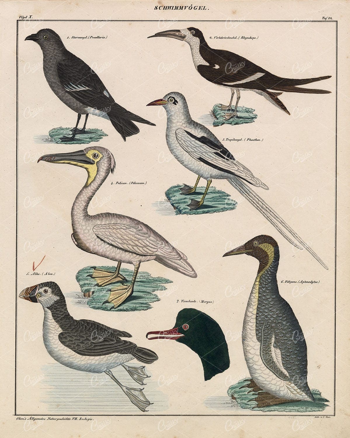 BIRDS - Pelican, Tropicbirds, Skimmers - Antique Handcoloured Lithograph