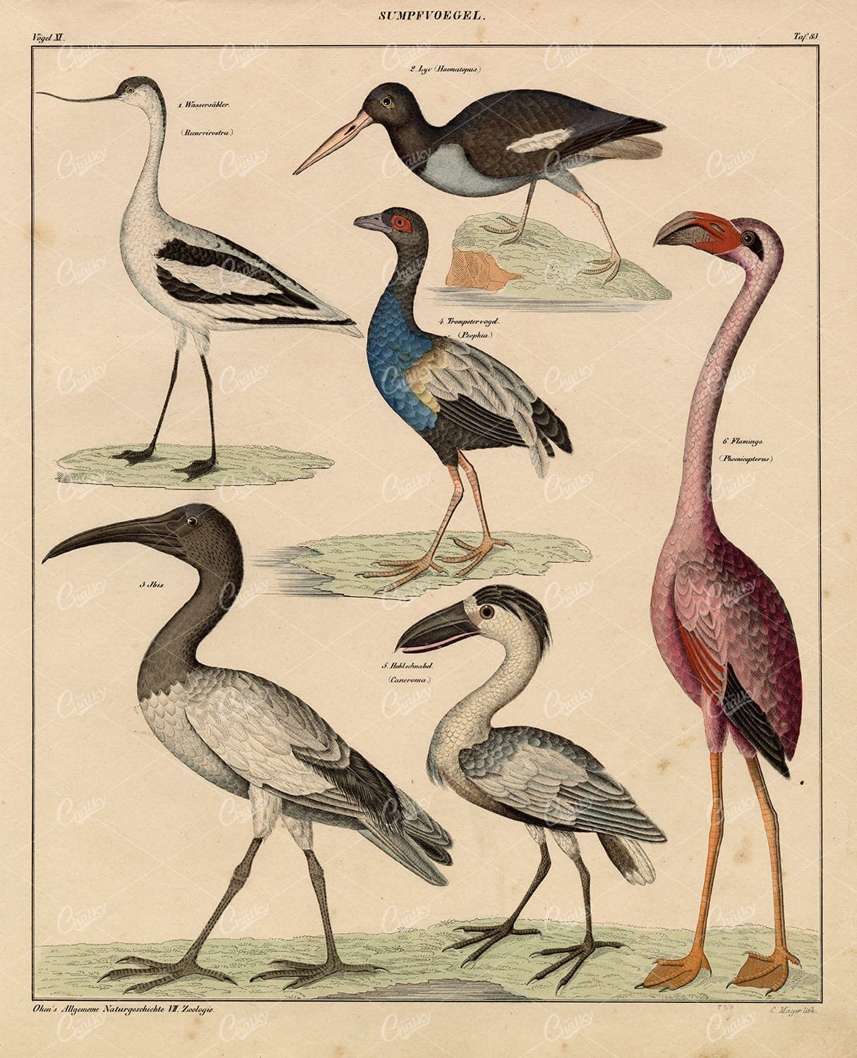 SWAMP Birds - Flamingo, Ibis, Trumpeter, Oystercatcher - Antique Print