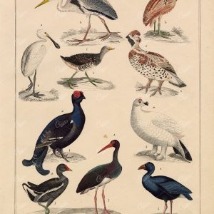 BIRDS - Grey Heron, Eurasian Spoonbill, Grouse - Antique Print