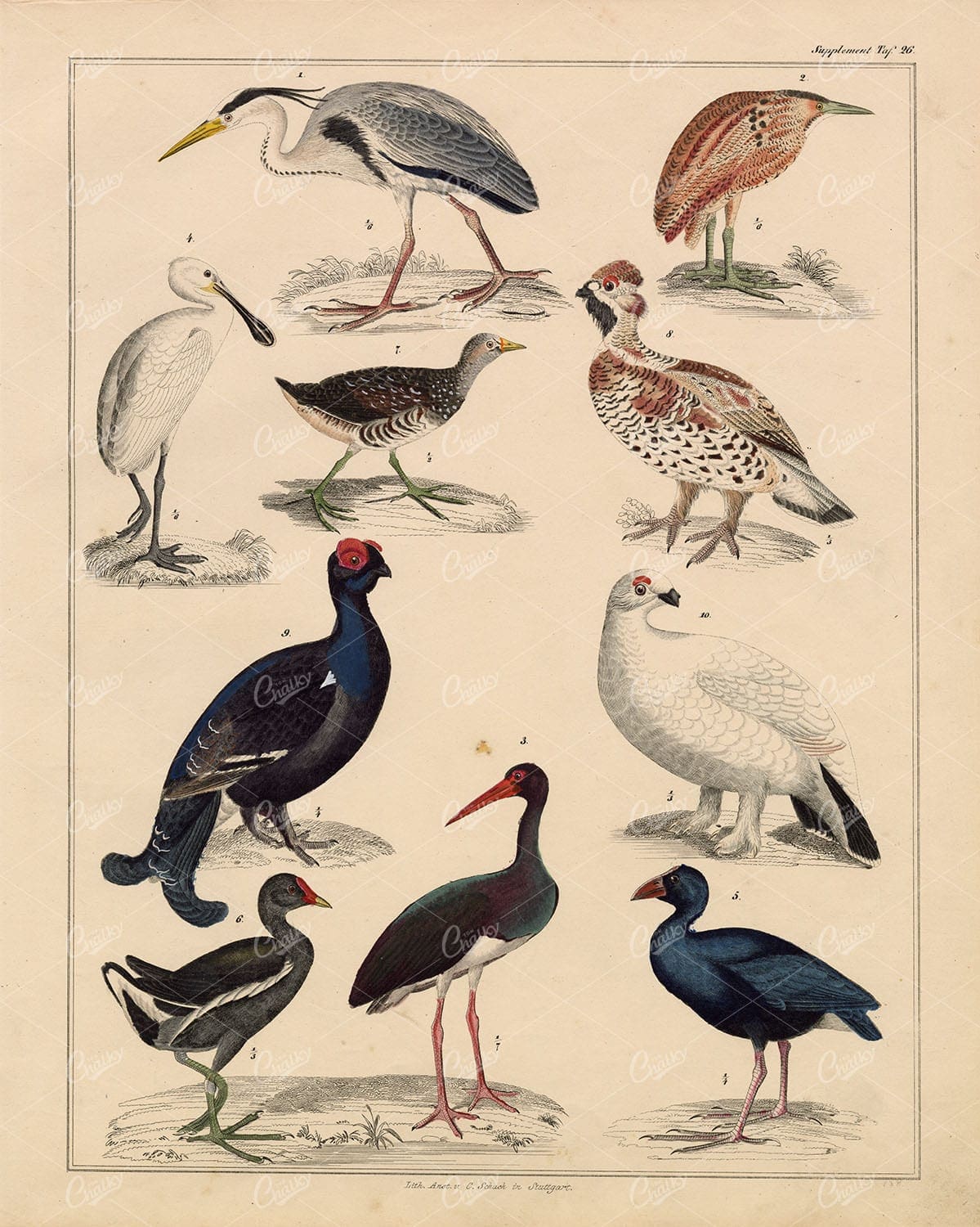 BIRDS - Grey Heron, Eurasian Spoonbill, Grouse - Antique Print