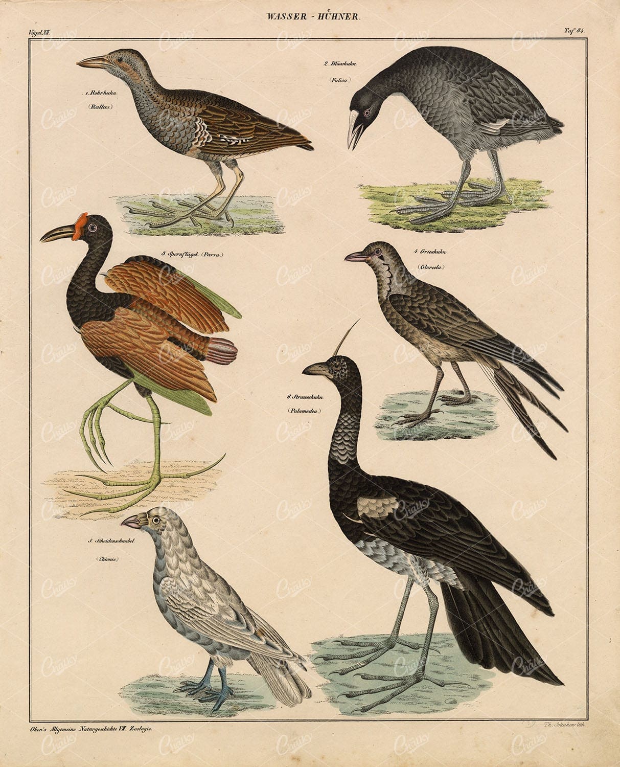 BIRDS - Rallus, Horned Screamer, Pratincoles, Coots - Antique Artwork
