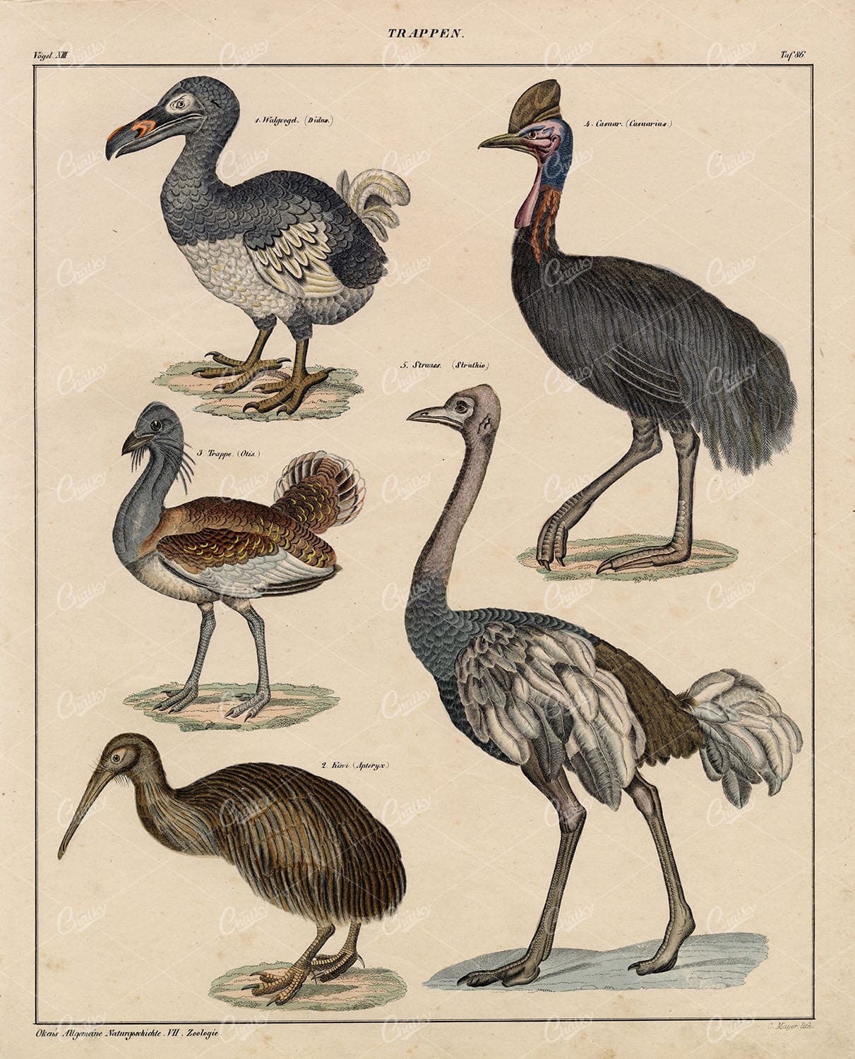 BIRDS - Dodo, Cassowaries, Kiwi, Great Bustard - Antique Lithograph
