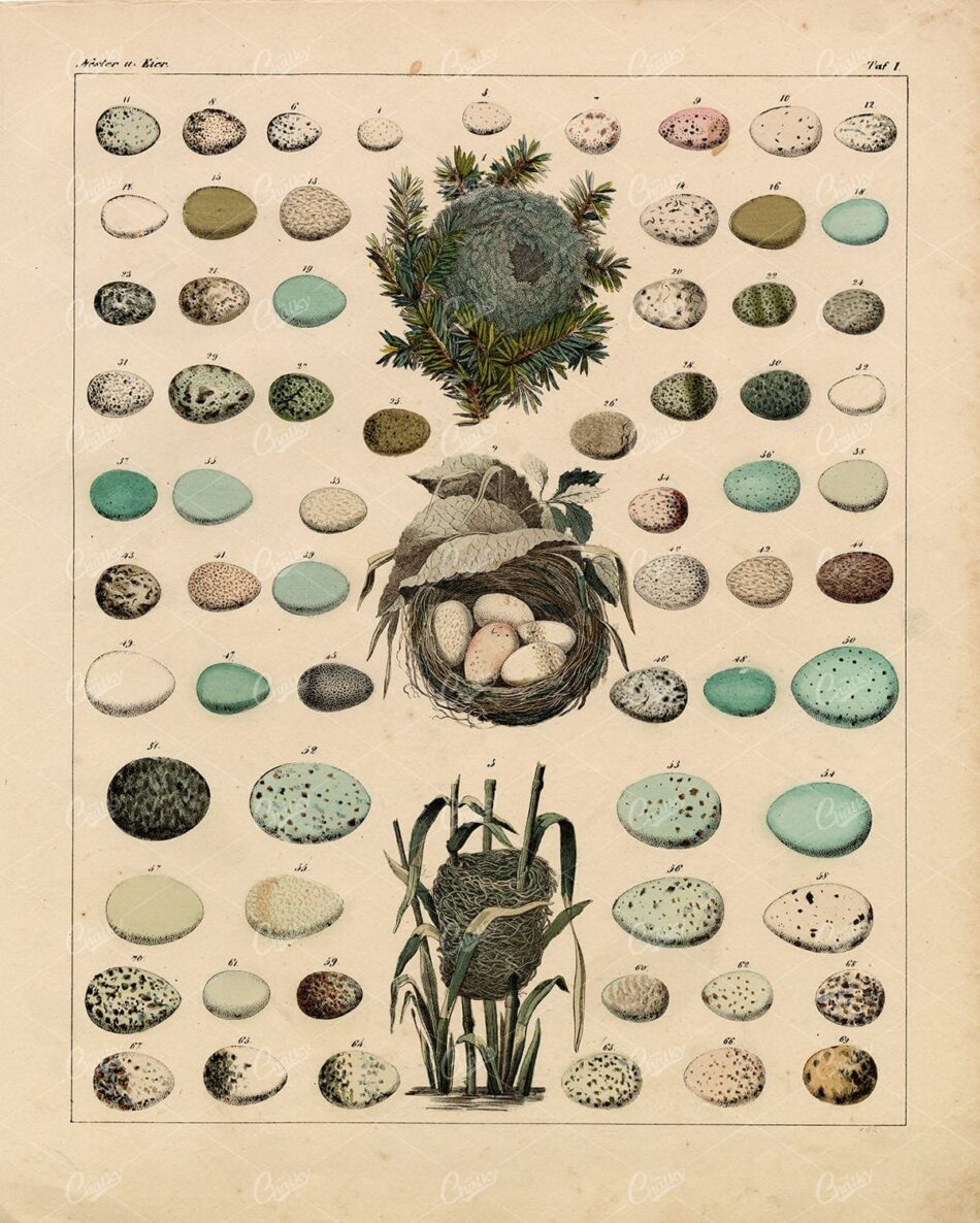 BIRD Eggs - Variety of Eggs and Nests - Antique Handcolored Lithograph