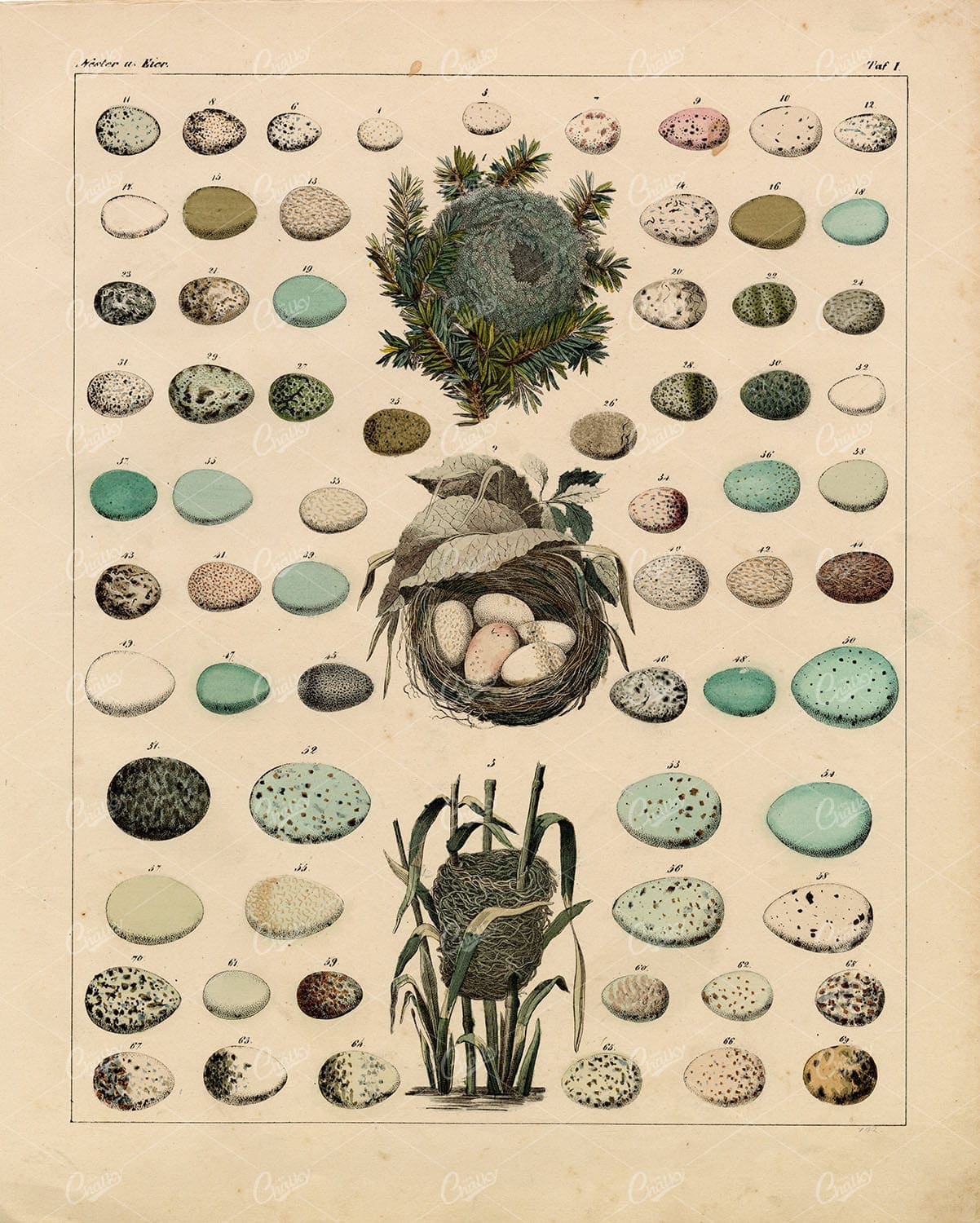 BIRD Eggs - Variety of Eggs and Nests - Antique Handcolored Lithograph