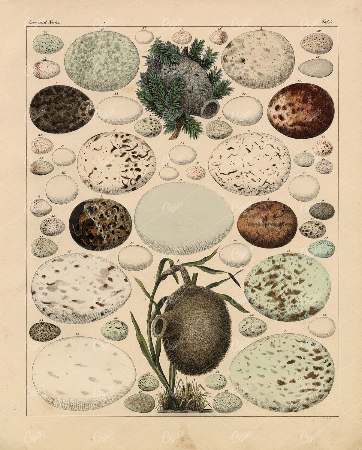EGGS - Various Bird Eggs - Oken's Naturgeschichte Handcolored Litho