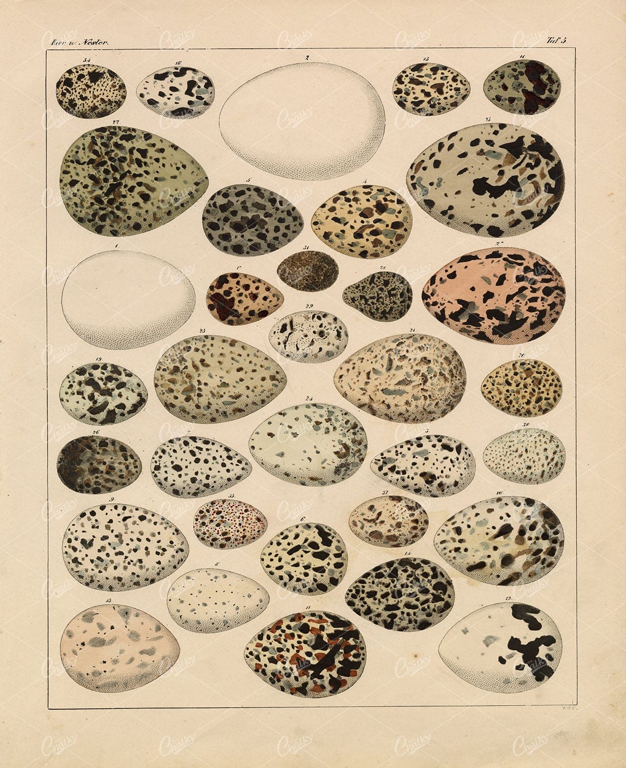 EGGS - Variety of Bird Eggs - Oken's Naturgeschichte Antique Lithograph