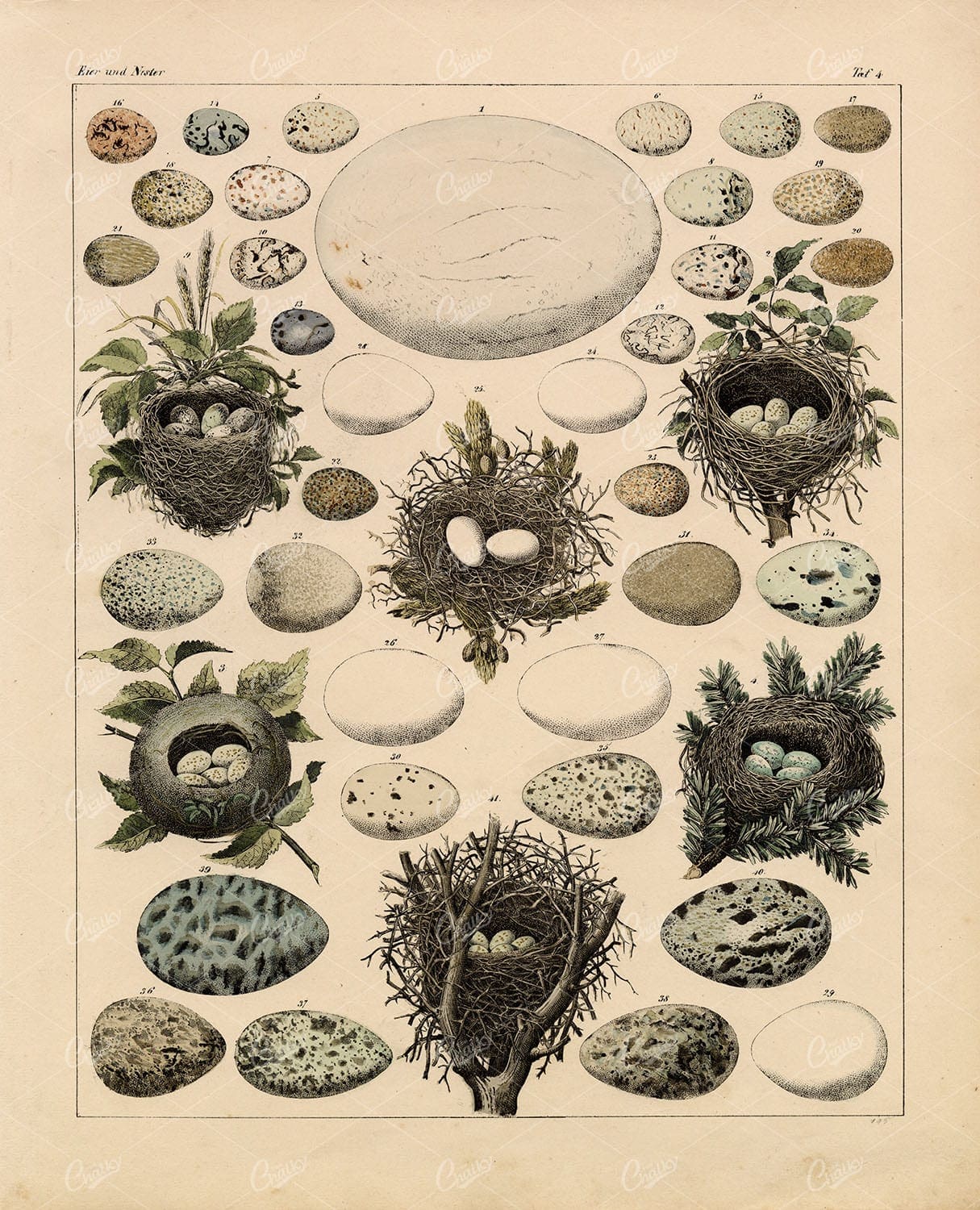 EGGS - Variety of Bird Eggs - Oken's Naturgeschichte Antique Artwork