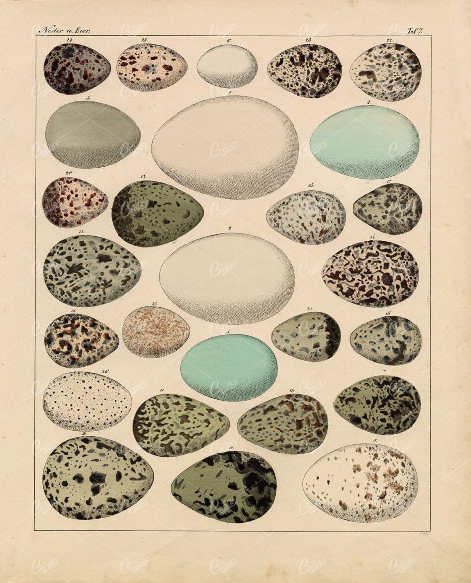 EGGS - Variety of Bird Eggs - Oken's Naturgeschichte Vintage Print