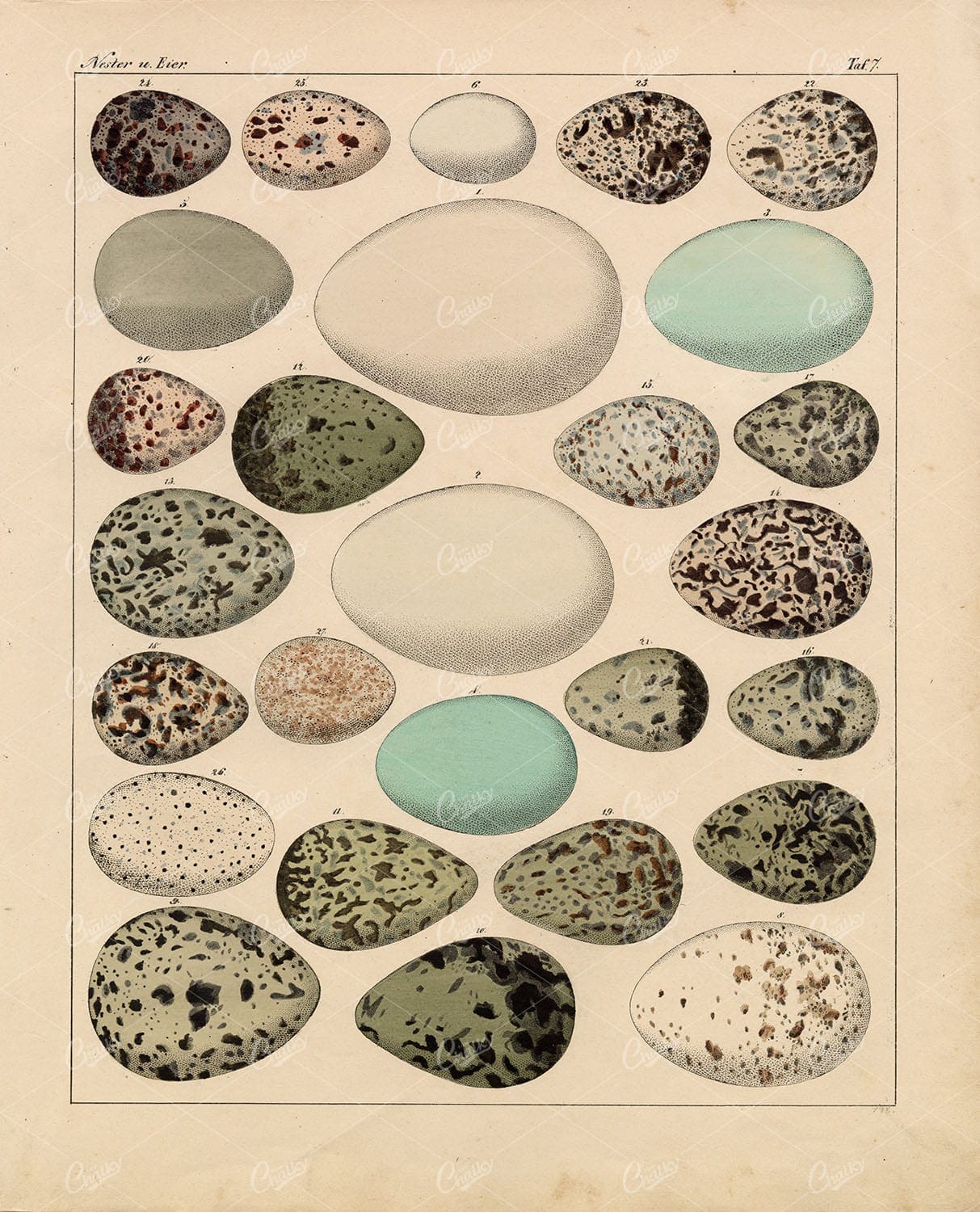 EGGS - Variety of Bird Eggs - Oken's Naturgeschichte Vintage Print
