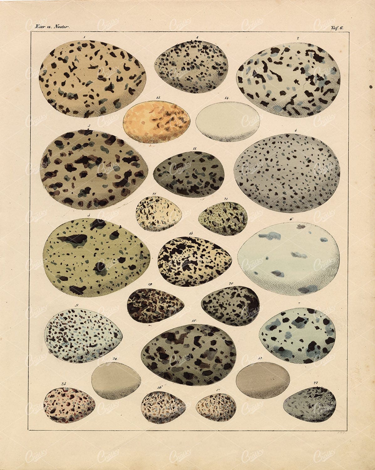 EGGS - Variety of Bird Eggs - Oken's Naturgeschichte Vintage Artwork